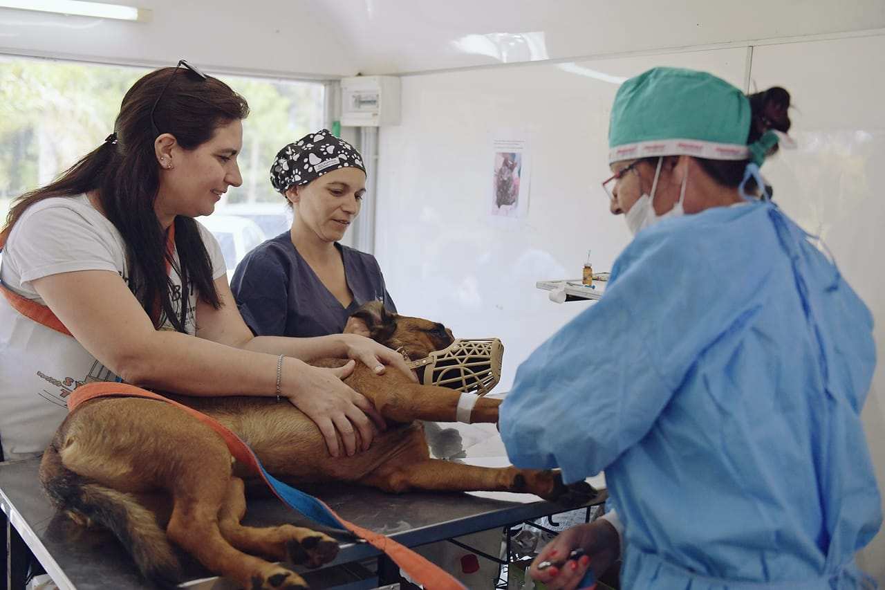 Zoonosis de San Fernando ya lleva castrado y vacunado más de 40 mil animales