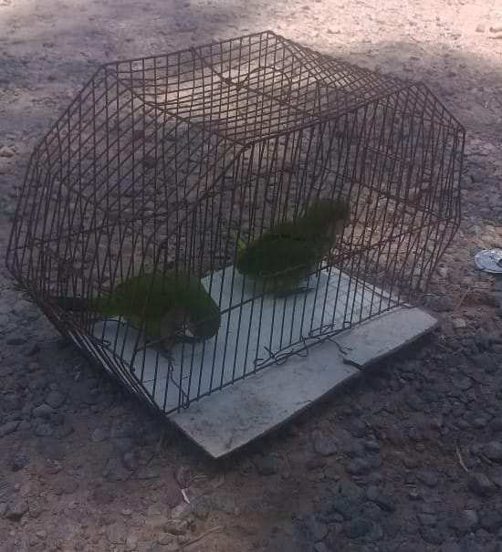 A partir de una denuncia en “Ojos y Oídos en Alerta”, la Municipalidad de Escobar recuperó aves que eran comercializadas de manera clandestina