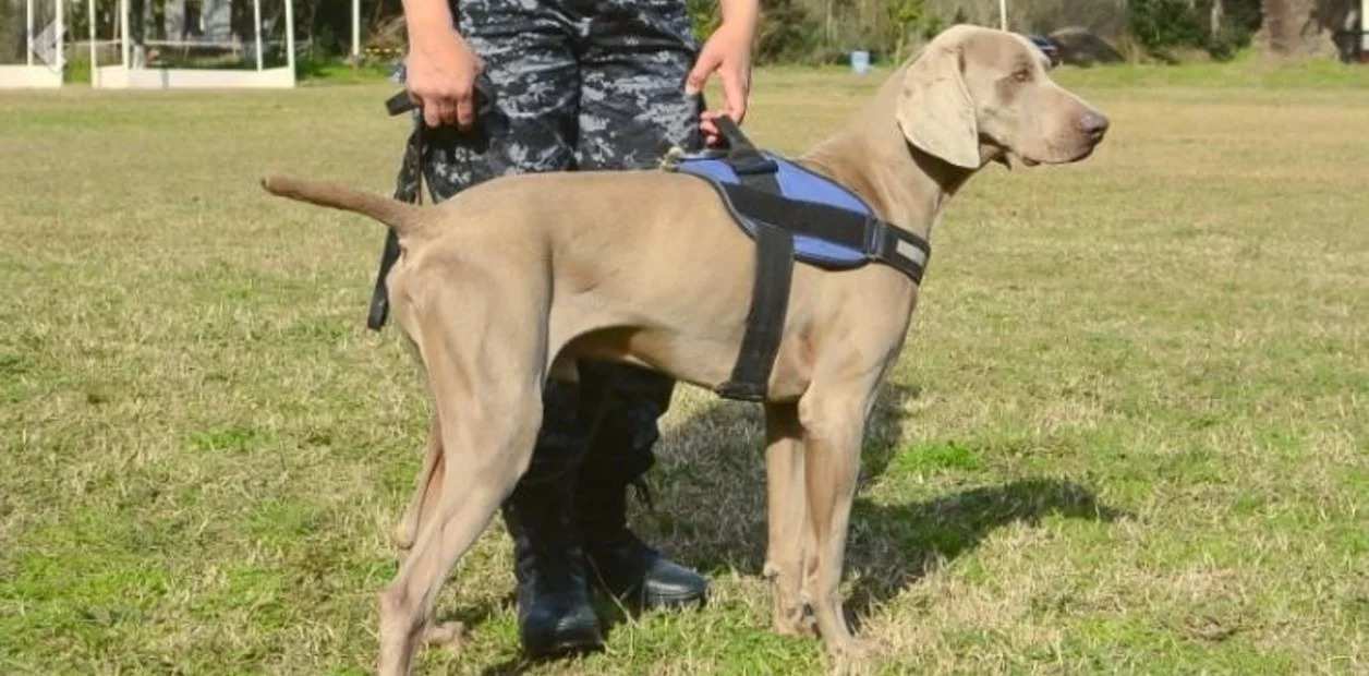 *El Ministerio de Seguridad bonaerense distinguió a instructores y perros de la División Canina de la Municipalidad de Escobar*