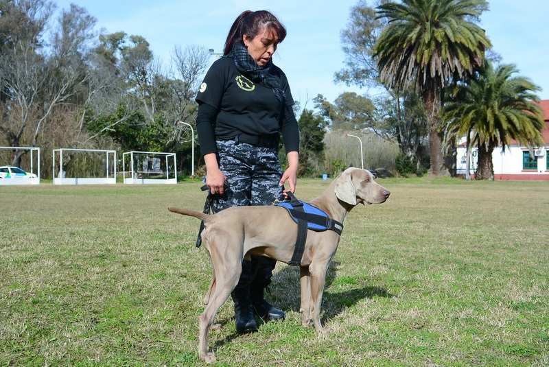 El Ministerio de Seguridad de la Provincia de Buenos Aires reconoció a la División Canina de Escobar por el esclarecimiento de un femicidio ocurrido en San Pedro