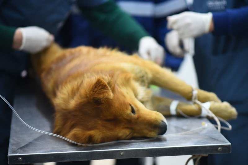 Bajo estrictos protocolos, el Hospital Municipal de Zoonosis de Escobar retoma las esterilizaciones programadas