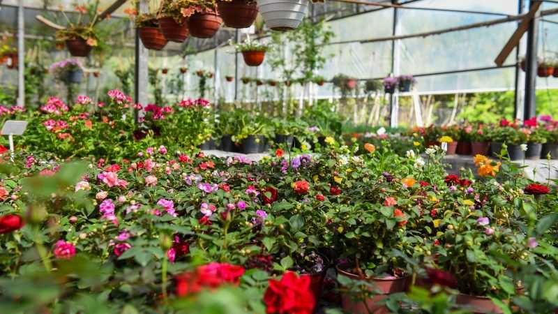 Por primera vez en la historia, la Fiesta Nacional de la Flor será bajo modalidad virtual con la participación de productores de todo el país