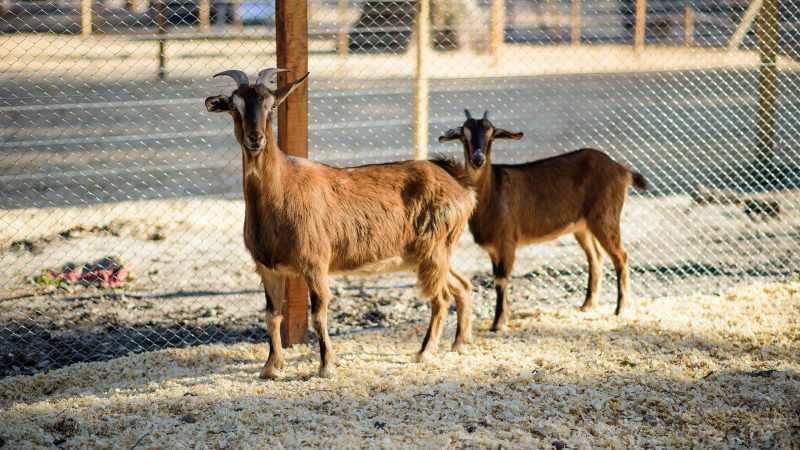 La Granja Educativa Don Benito reabre sus puertas este miércoles con protocolos de bioseguridad, reservas previas y visitas guiadas con cupos limitados