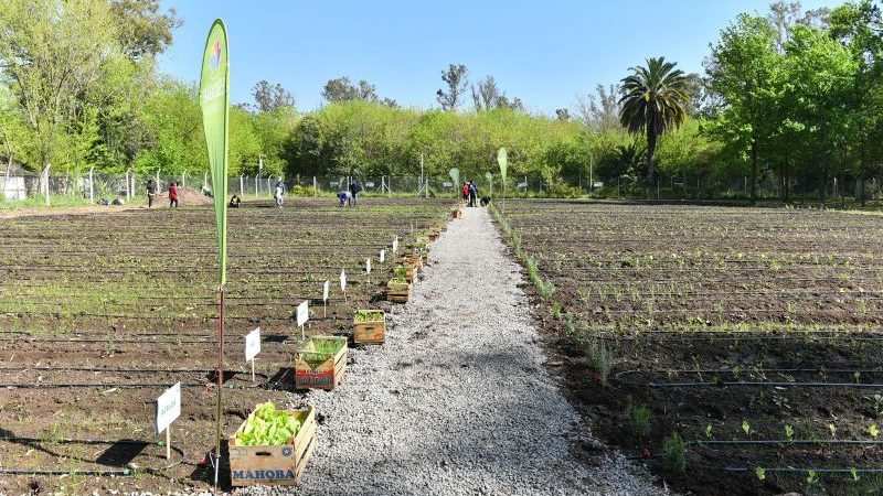 Ariel Sujarchuk recorrió la primera huerta orgánica municipal del distrito