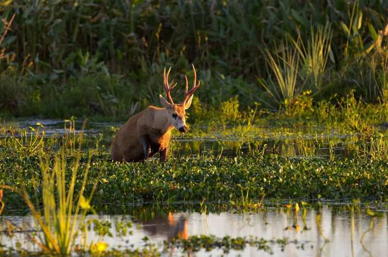 San Fernando celebra 20 años desde que la UNESCO declaró la Reserva de Biósfera del Delta del Paraná