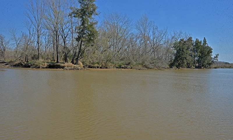 San Fernando advierte presencia de cianobacterias en el Delta y recomienda no utilizar agua para consumo e higiene