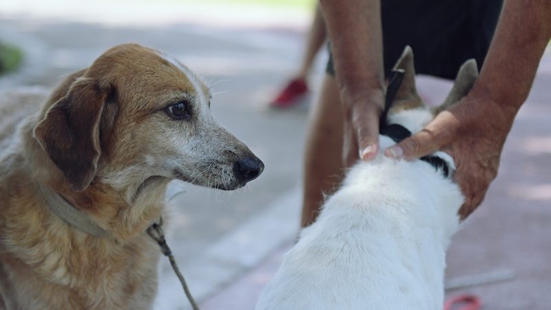 Zoonosis de San Fernando brinda recomendaciones para proteger a los animales durante las fiestas