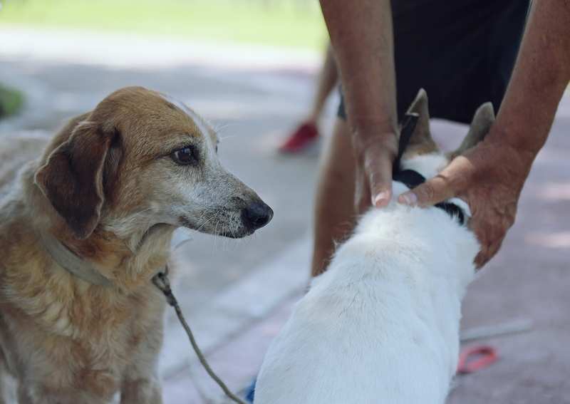 Zoonosis de San Fernando brinda recomendaciones para proteger a los animales durante las fiestas