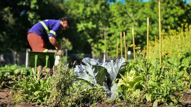 Escobar Sostenible: la huerta agroecológica Municipal finalizó su quinta cosecha