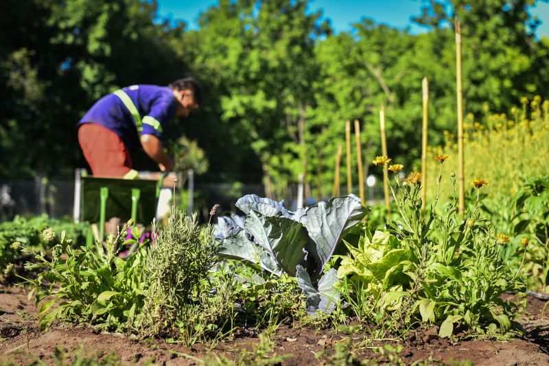 Escobar Sostenible: la huerta agroecológica Municipal finalizó su quinta cosecha