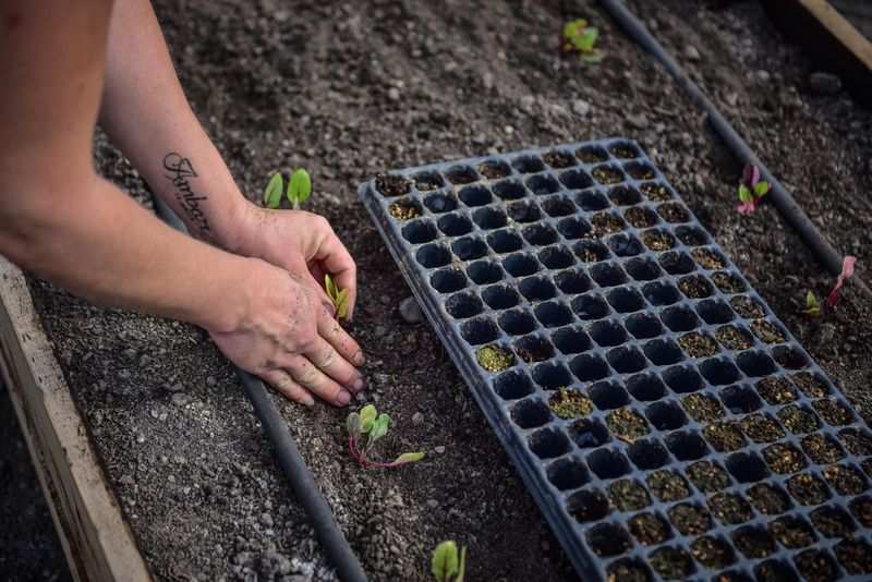 La Municipalidad de Escobar llevó adelante una jornada de siembra y trasplante de plantines en la segunda huerta agroecológica del distrito