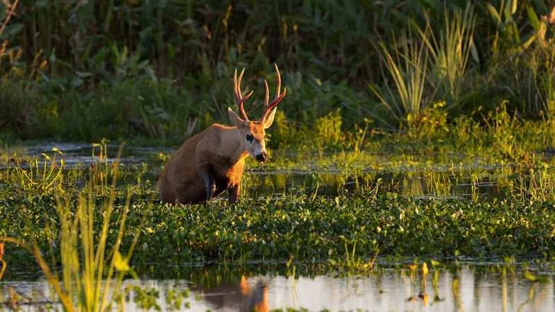 Día Mundial de los Humedales: San Fernando concientiza y trabaja en el cuidado del Delta