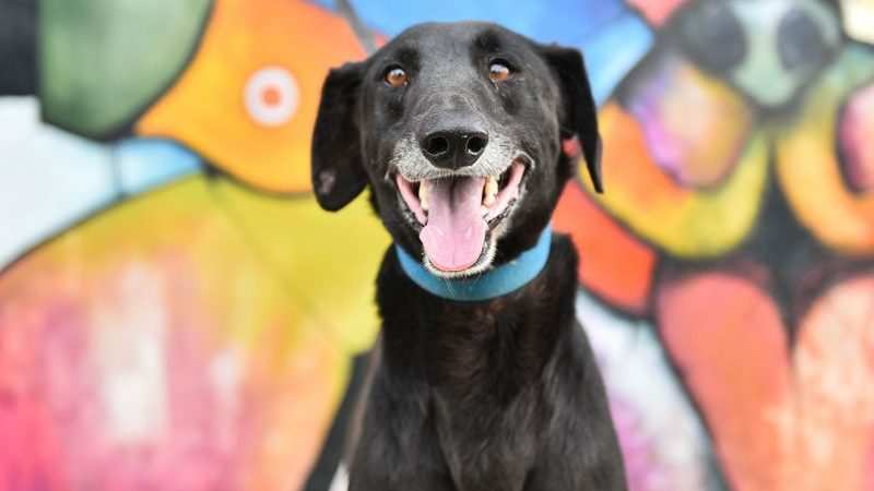 Hospital Municipal de Zoonosis Escobar: 5000 mascotas atendidas y 31 nuevas adopciones en lo que va del año