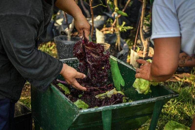 Escobar Sostenible: la huerta agroecológica municipal de Maquinista Savio donó su primera cosecha a merenderos y ollas de la localidad