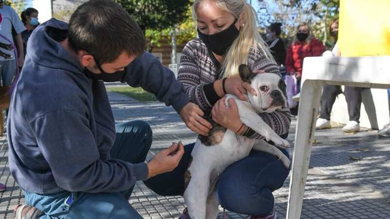 El Municipio celebró el Día del Animal con un operativo de castración y vacunación en la Plaza San Pablo