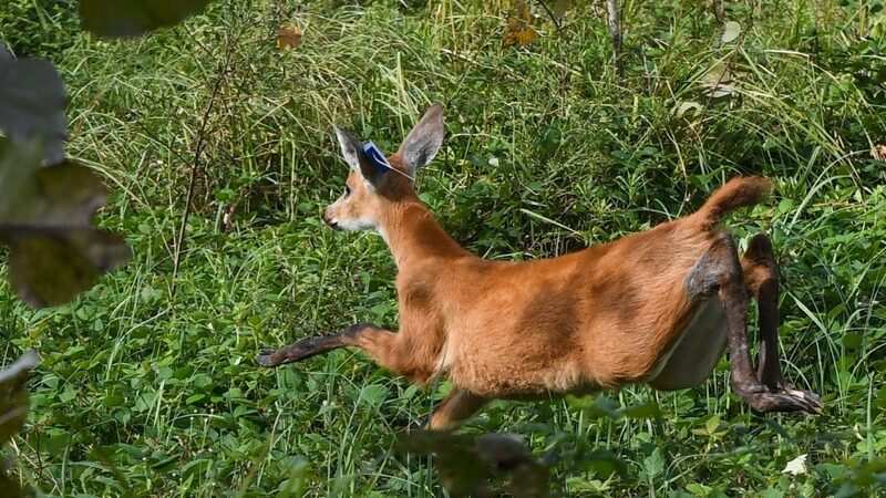 Juan Andreotti participó de la liberación de una cría de Ciervo de los Pantanos que fue recuperada en el Delta