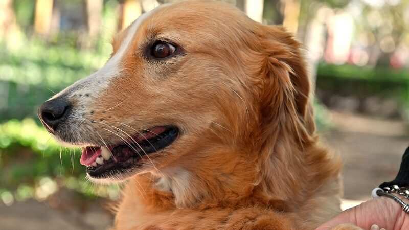 Zoonosis de San Fernando tendrá un nuevo operativo en el Delta para atender a las mascotas