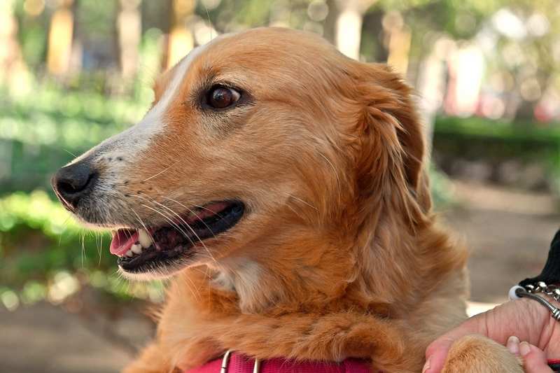 Zoonosis de San Fernando tendrá un nuevo operativo en el Delta para atender a las mascotas