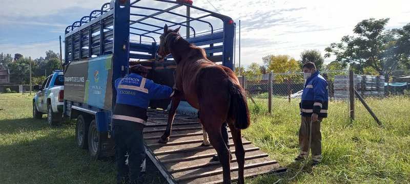 La Municipalidad de Escobar rescató y puso a resguardo a seis caballos que eran sometidos a maltrato , en la localidad de Matheu