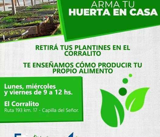 Exaltación, Plantines para armar tu Huerta