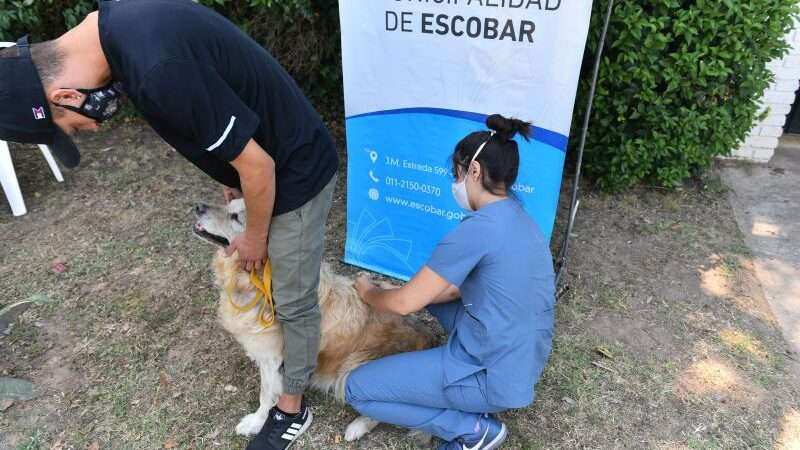 Más de 1300 mascotas ya recibieron la vacuna antirrábica durante la primera semana de la campaña anual de la Municipalidad de Escobar