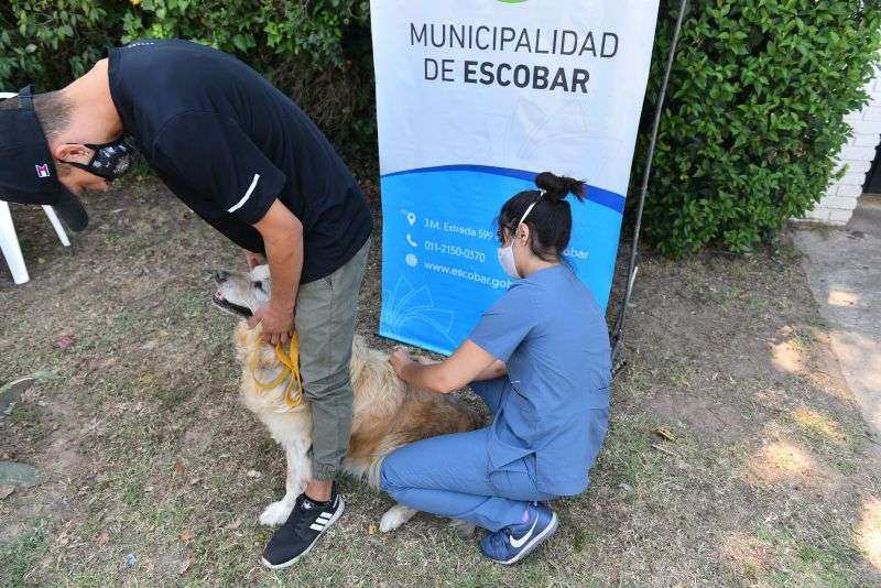 Más de 1300 mascotas ya recibieron la vacuna antirrábica durante la primera semana de la campaña anual de la Municipalidad de Escobar
