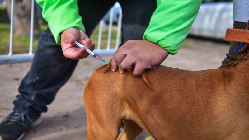 En junio, el Hospital Municipal de Zoonosis Escobar vacunó contra la rabia a más de 2000 mascotas 