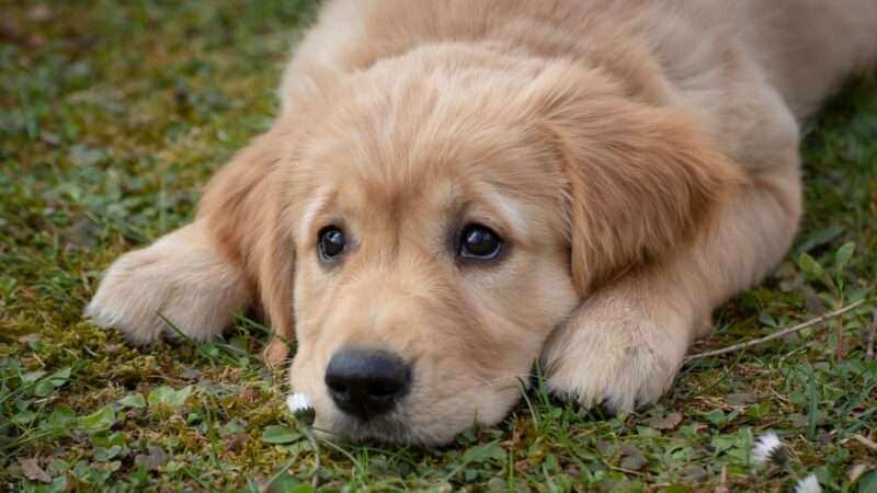 Se conocieron los Primeros Datos del Censo de Mascotas