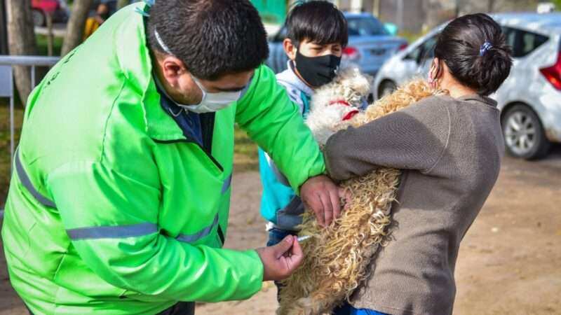 Zoonosis Escobar, continúa en Matheu la campaña de vacunación antirrábica para mascotas