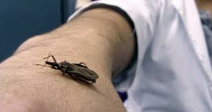 Chagas: una enfermedad silenciosa que se puede prevenir, tratar y curar si es detectada a tiempo