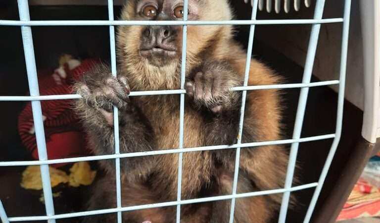 La Municipalidad de Escobar rescató un mono caí, víctima del comercio ilegal de fauna silvestre