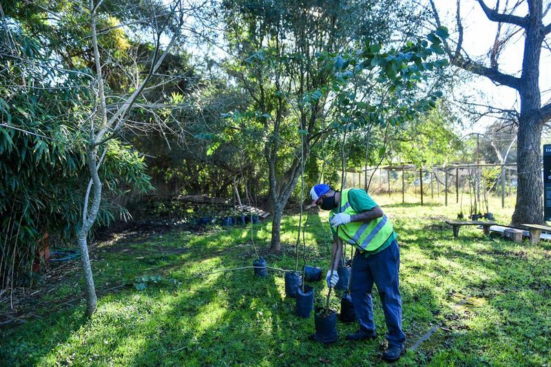 Escobar, la Municipalidad impulsa nuevas jornadas para seguir plantando árboles en todo el distrito