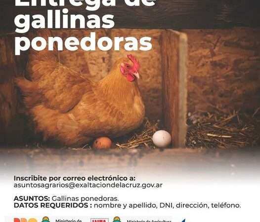 Exaltación, inscripción para entrega de Gallinas Ponedoras