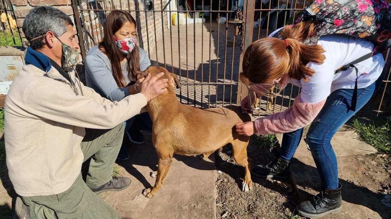 Exaltación, Zoonosis avanza con el Censo de Mascotas y realiza Castraciones en las Localidades