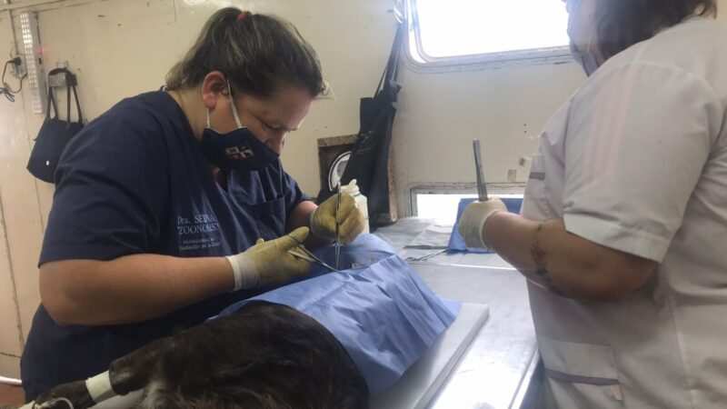 Nueva jornada de Trabajo para el equipo de Castraciones en Los Cardales