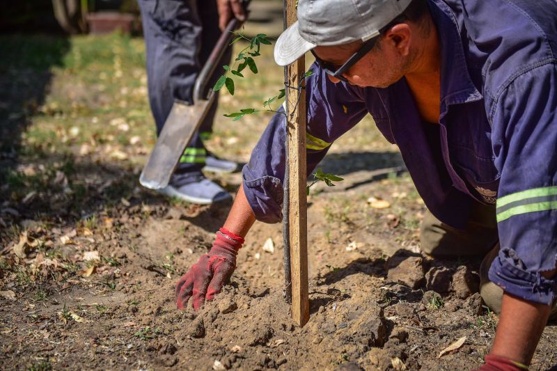 La Municipalidad de Escobar  plantó 2.000 árboles autóctonos de la ecorregión en distintos puntos del distrito