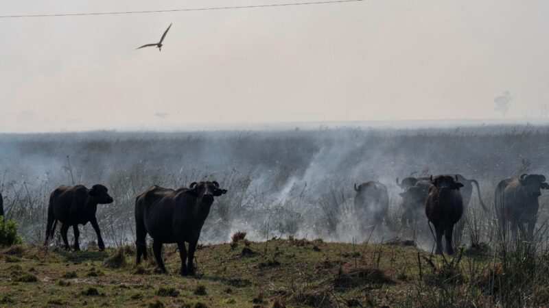Incendios forestales en el Litoral: Temaikén se suma a la campaña solidaria de la Municipalidad de Escobar para proteger a la fauna silvestre