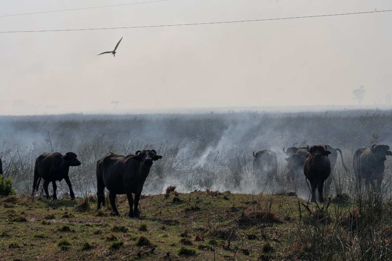 Incendios forestales en el Litoral: Temaikén se suma a la campaña solidaria de la Municipalidad de Escobar para proteger a la fauna silvestre