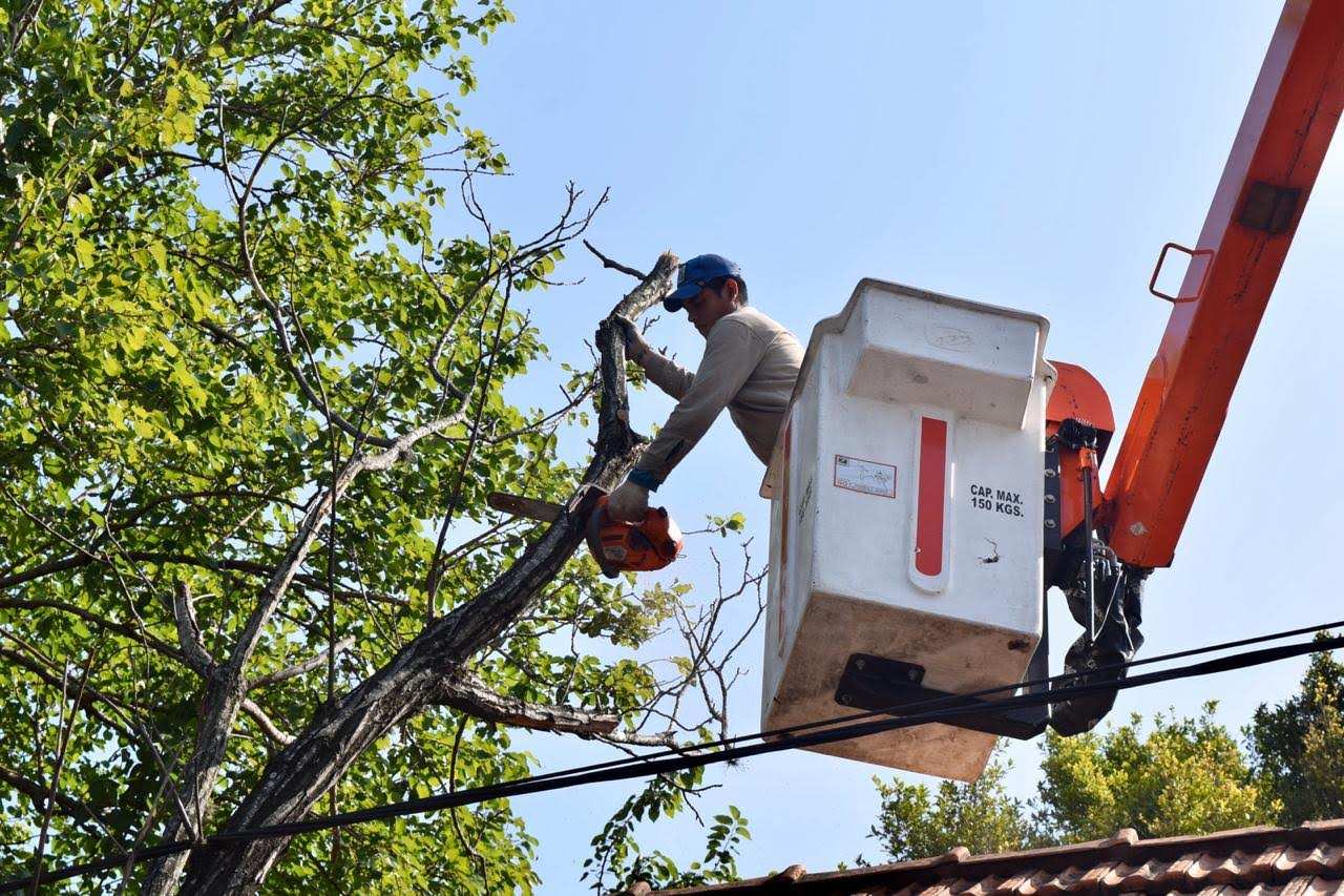 El Municipio de Hurlingham presentó el nuevo programa de poda