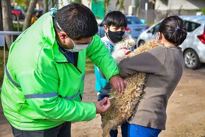 Escobar, la Municipalidad continúa la campaña de vacunación antirrábica para mascotas del distrito
