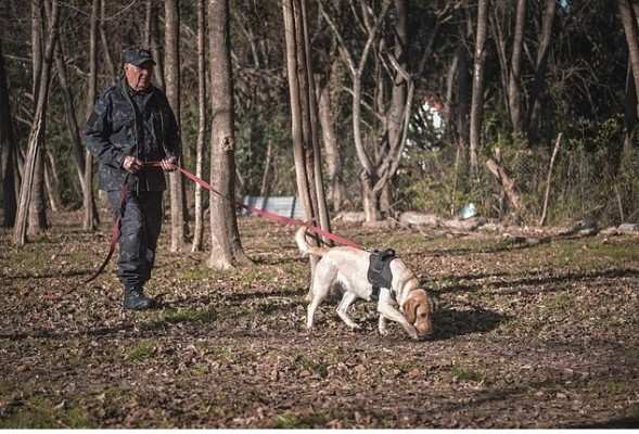 La Municipalidad sumó seis perros para fortalecer a la prestigiosa División Canina de Escobar