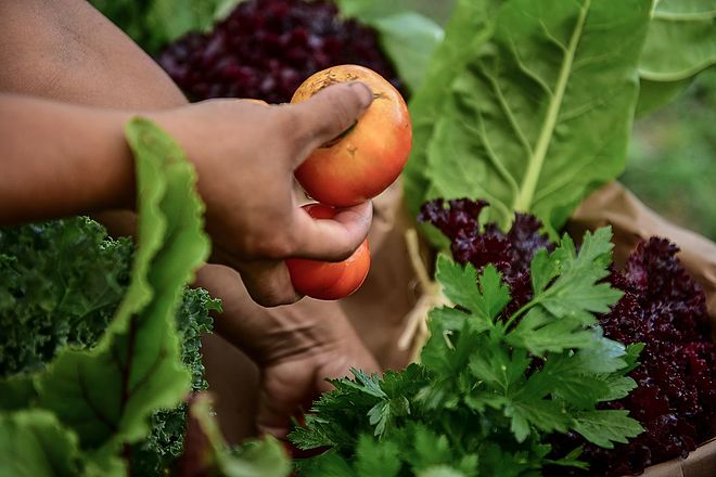 Escobar Sostenible: el influencer Felipe Castro realizará un curso de huerta agroecológica en Ingeniero Maschwitz