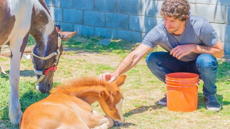 San Fernando liberó dos caballos más y entregó una moto eléctrica contra la Tracción a Sangre