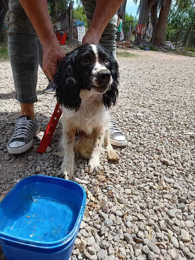 La Municipalidad de Escobar colabora con la curación de decenas de perros y la limpieza de la casa en la que se encontraban