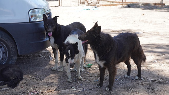 Los perros rescatados en Ingeniero Maschwitz ya están en condiciones de ser adoptados