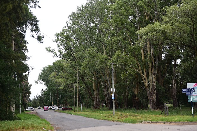 Ariel Sujarchuk confirmó que se preservarán los 228 árboles del predio de Loma Verde donde se harán viviendas para 180 familias por el Plan Procrear
