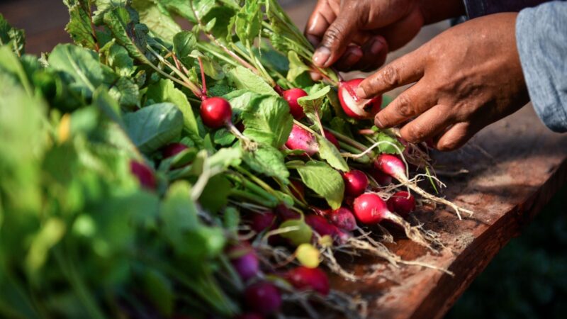 El Ministerio de Economía amplió la asistencia a 89 productores frutihortícolas escobarenses afectados por las tormentas de agosto