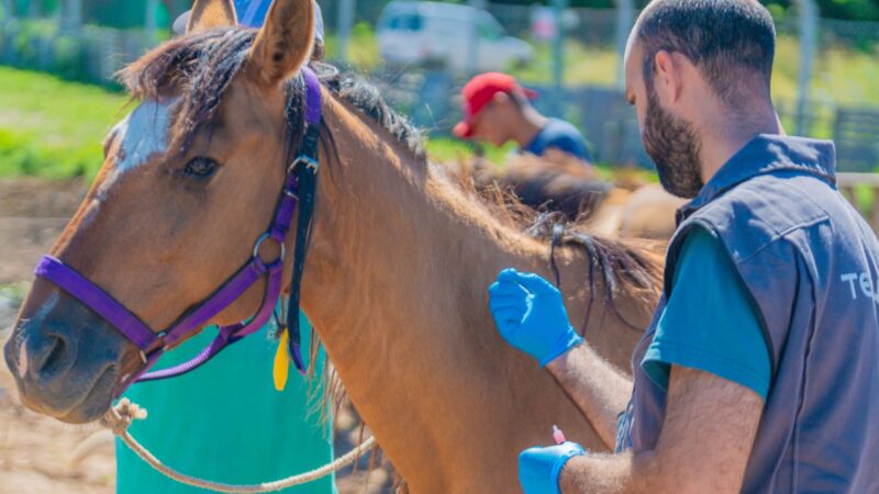 Encefalitis equina: San Fernando colabora en la vacunación de caballos rescatados de la Tracción a Sangre