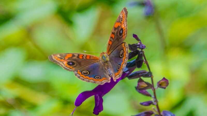 Gran cantidad de mariposas en San Fernando: ¿cuál es el motivo de su sorprendente aparición?