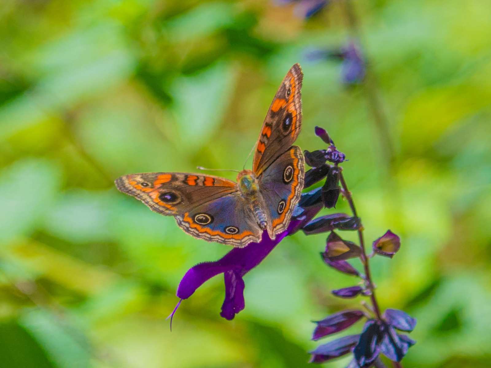 Gran cantidad de mariposas en San Fernando: ¿cuál es el motivo de su sorprendente aparición?